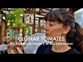 Esquejes de Tomate para adelantar la temporada y un mini invernadero para protegerlos | VLOG