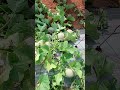 Muskmelon🍈🍈🍈🍈🍈 excelent fruit setting 👌👌👌👌