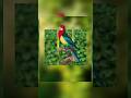 Parrot Poster Design in Canva #ParrotPoster #BirdPoster #CreativeDesign #GraphicDesign #NaturePoster