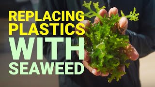 Using Seaweed to Replace Plastic