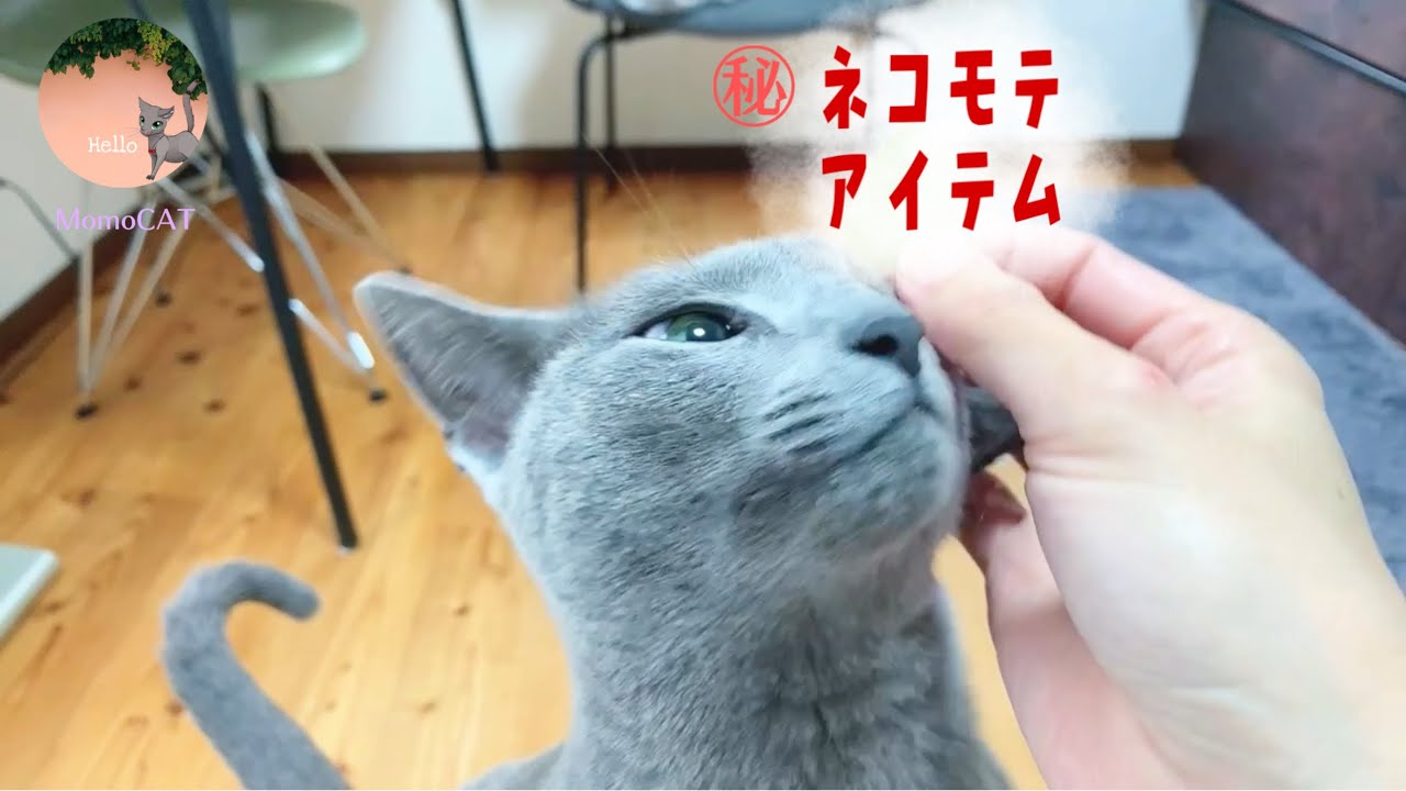 猫にモテたい入浴剤が手に入らないので 自力でモテてみた Youtube