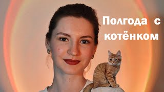 Полгода с котёнком. Что изменилось? Отвечаю на комментарии