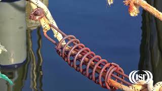 Stainless steel spring wire