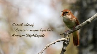 Slavík obecný (Luscinia megarhynchos) Common Nightingale