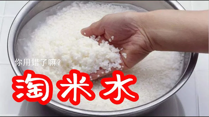 淘米水是好肥料，可你是否用錯了？【種菜養花 - 肥料】How to make fertilizer from rice washing water - 天天要聞