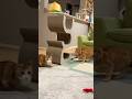 退却する猫