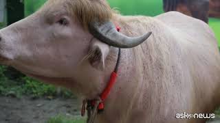 The "Donald Trump" buffalo conquers the web: its blonde mane turns it into a... Profile