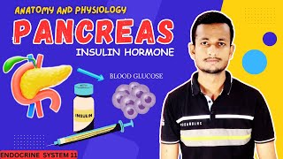 Pancreas Anatomy & Physiology| Insulin synthesis & Function Explained | Endocrine system 11