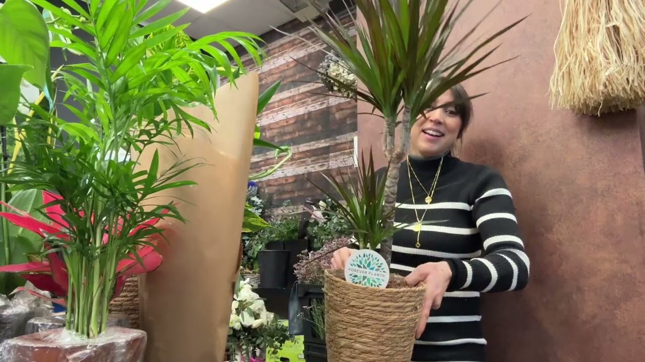 Tuto : Pourquoi mes plantes jaunissent ? 4 plantes faciles à entretenir pour ton intérieur #plante 