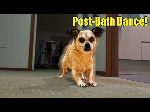 Kimmy’s post bath dance