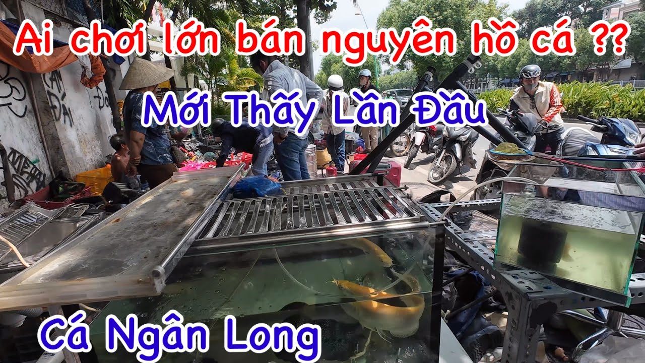 Ai Chơi Lạ Bán Nguyên Hồ Cá Sống Bãi Đồ Cũ Vậy ?