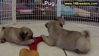 Pug Puppies Dogs For Sale In Anchorage Alaska AK 19Breeders Fairbanks Knik-Fairview