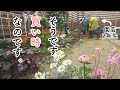 【買うなら今‼︎】春のために園芸店に行ったら…最高でした。｜寒波後の養生｜宿根草と一年草｜小さな庭のガーデニング