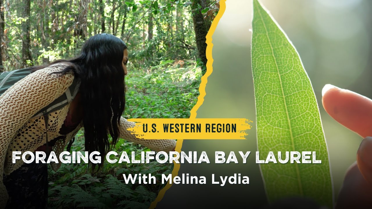 Beginner’s Guide to Foraging: California Bay Laurel with Melina Lydia