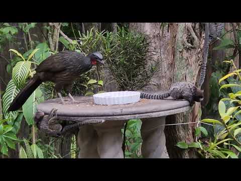 Penelope obscura e Sagui-de-tufo-preto no jardim.
