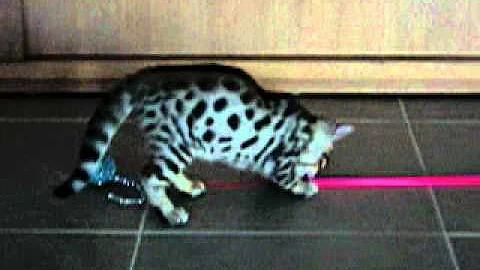 Watch the video about Bengal kitten Remi...meow!