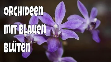 Wie bekomme ich eine blaue Orchidee?