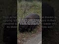 Wombats: The Animal That Poops Perfect Cubes! #Shorts