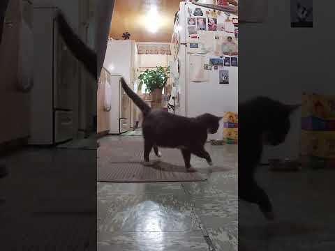 Gracie Gets All Excited!!!! #cat