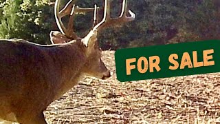Selling our Farm!  45 Acres of Intensively Managed Timber/Fields.  Stover, MO.