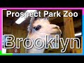 Brooklyn new yorkprospect park zoo2021 walking tour travel guide4k