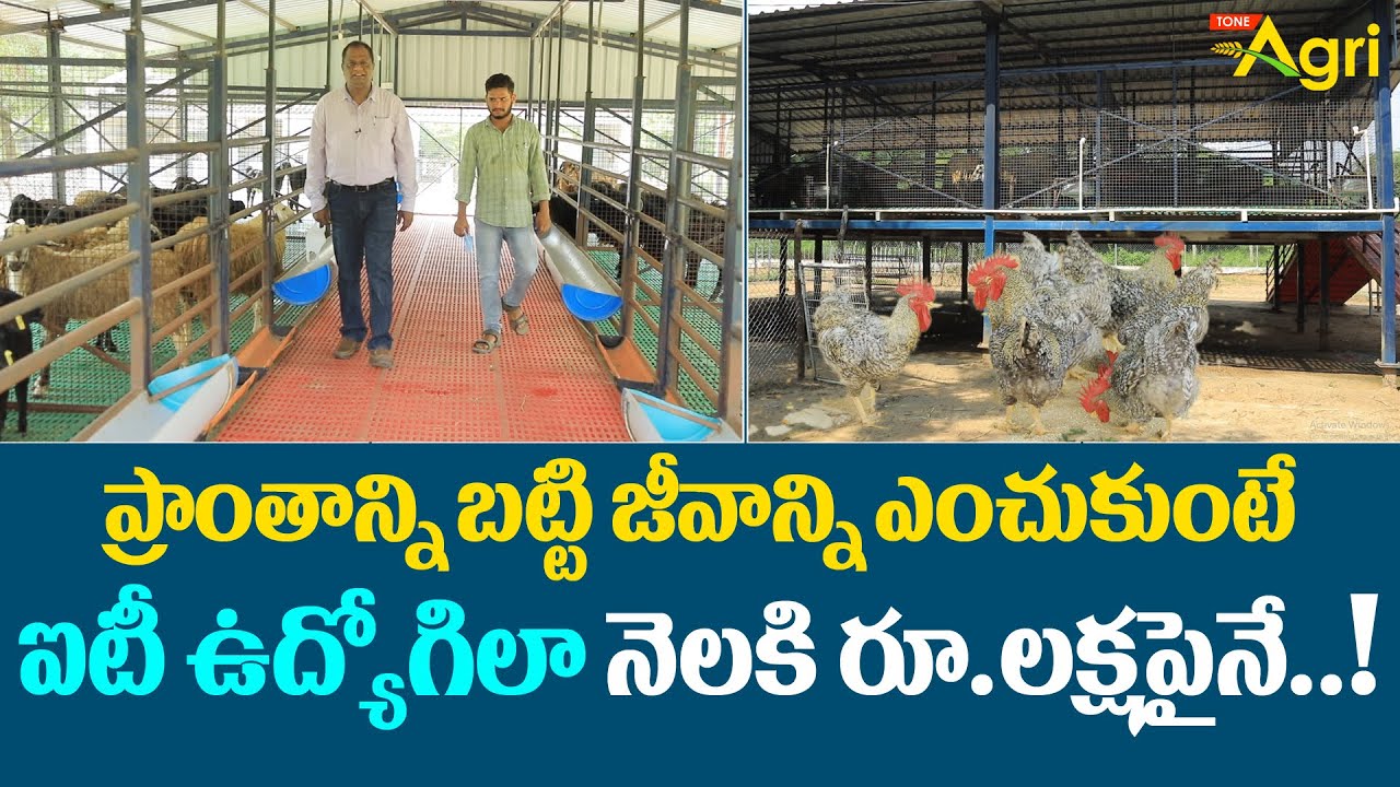 How to Rearing Goat | ప్రాంతాన్ని బట్టి జీవాన్ని ఎంచుకుంటే ఐటీ ఉద్యోగిలా నెలకి లక్షపైనే..! Tone Agri