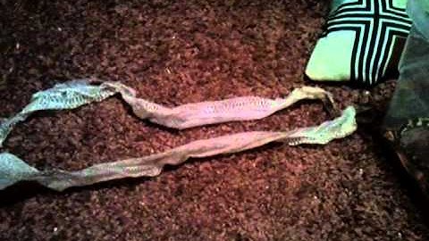 My Carpet Python After Shed