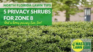 5 Great Privacy Shrubs in North Florida Landscapes (Zone 8)