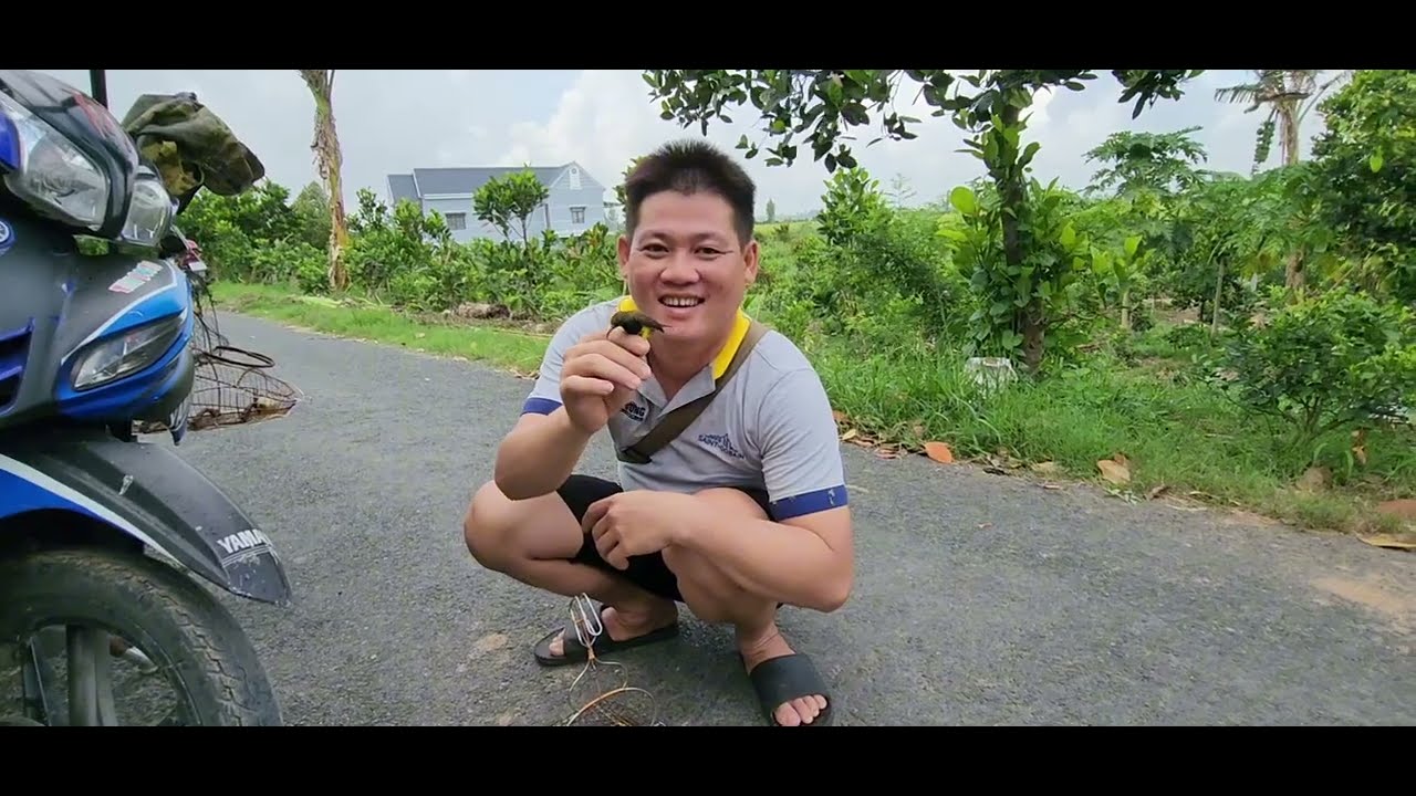 bẩy chim hút mật# mồi  lào  đụng độ cả bầy  bổi hỗ báo zalo 0365157058