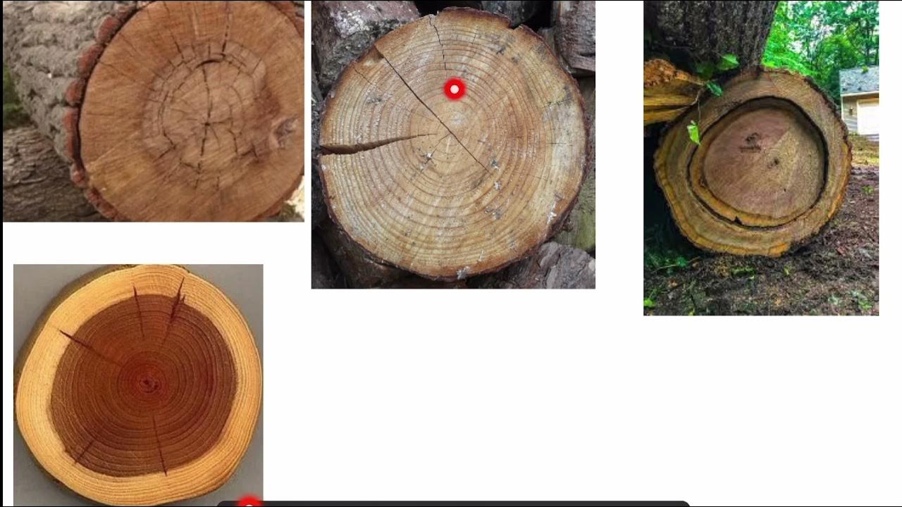 Defect in timber Part 2 Defect due to Natural Forces YouTube