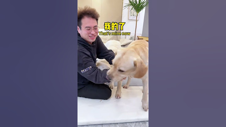 【旺仔很忙🐶wangzai is busy】这狗子简直是不好忽悠This dog is a hard nut to crack