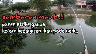 Mancing ikan gabus di kolam