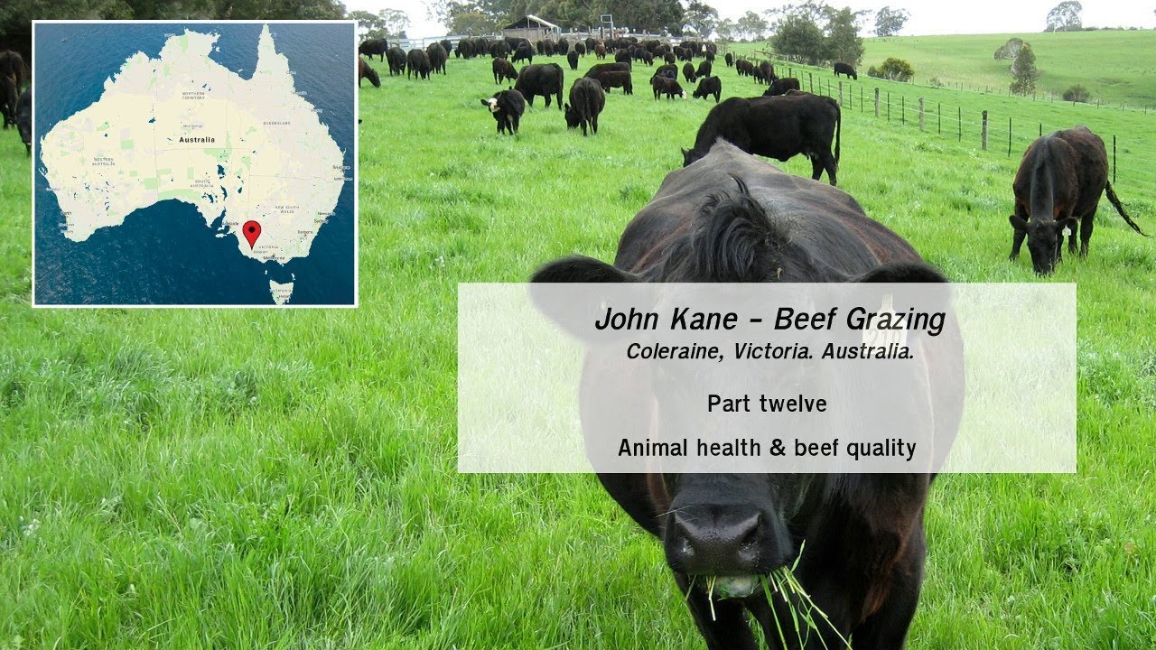 Animal health & beef quality. Organic cattle grazing - part 12