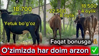 Bunaqa Arzoni Yoq 18.500 Dan Boshlab Yetuk Bogoz Xunajinlar Sotuvda