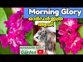 കട്ട Morning Glory വിത്ത് ഓർഡർ Updation ❤️ Wayanadan Touch Garden Morning Glory Seed Sale
