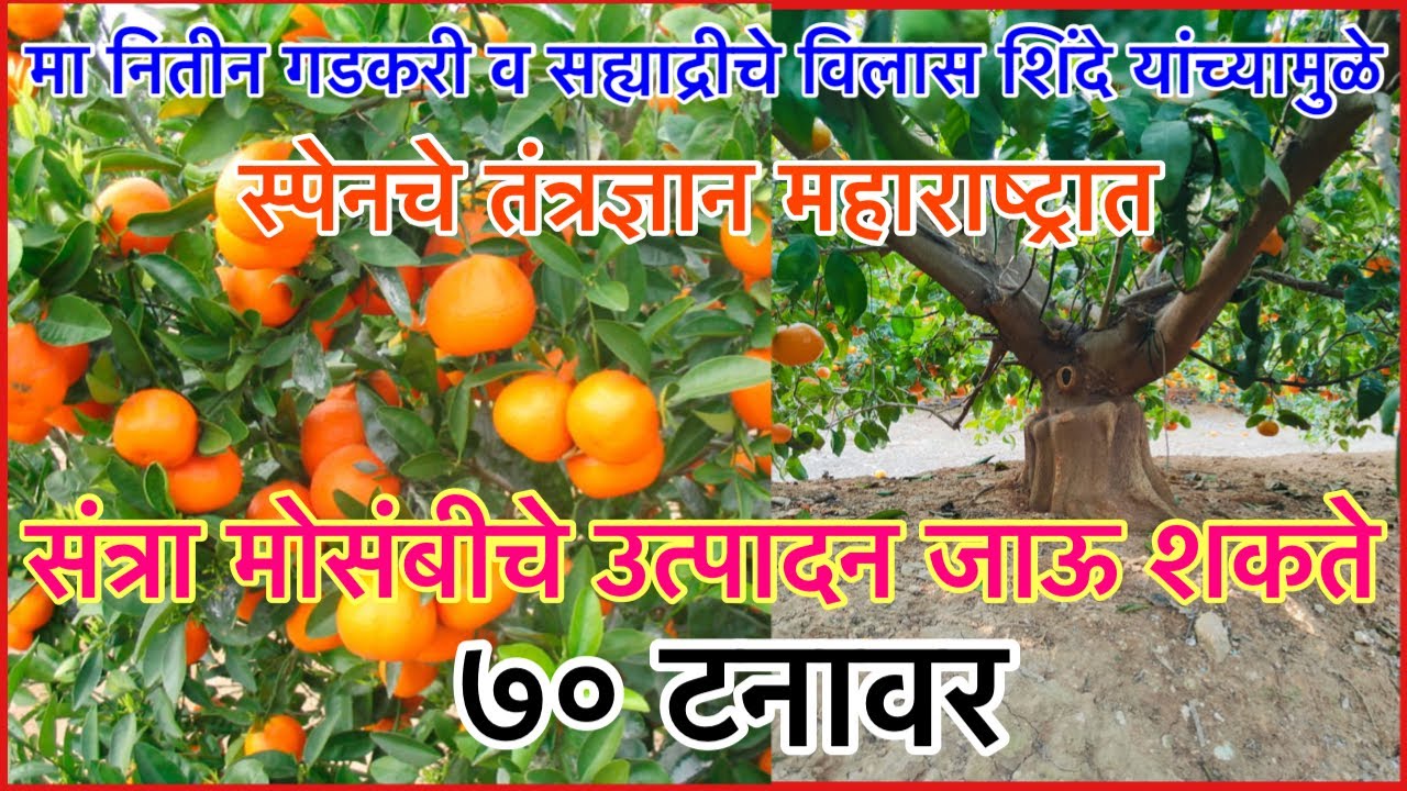 स्पेनचे तंत्रज्ञान| संत्रा मोसंबी उत्पादन हेक्टरी ७० टनावर!!