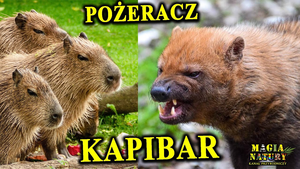 Pogromca Wielkich Gryzoni - PAKOŻER Leśny - Ni to Pies, Ni Wydra