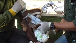 Onyer: set diapers for baby orangutans