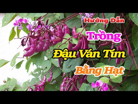 Video: Cách chia và di chuyển hoa mẫu đơn: 11 bước