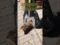 Safe and Easy! Cutting Thick Branches with an Electric Chainsaw #log #wood #work