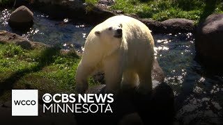 Como Zoo Welcomes New Polar Bear