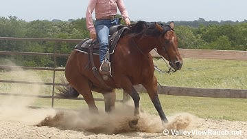 Teles Sumpin - big beautiful bay gelding easy jog, huge stops, turns! - ValleyViewRanch.net