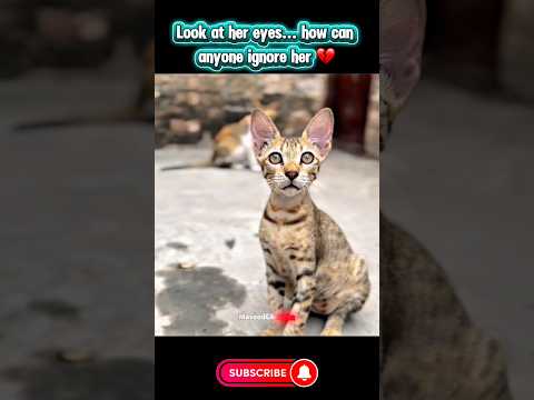Innocent Kitten 😭❤️‍🩹 #cat #emotional #shorts #MasoodGhuncha