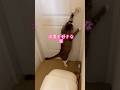 次男を好きな猫…脱ぎ捨てたパンツを抱きしめる⁈ #家族 #cat #tiktok #保護猫 #猫のいる暮らし #イカ耳 #猫 #球太 #癖強い #恋人