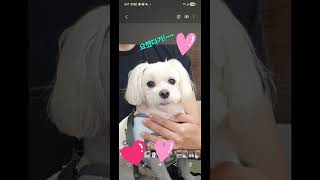 초롱이의 변신!!~^^♡가족심리상담 화곡 우장산♡