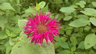 BOTANICAL GARDENUS MAXIMUS