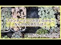 [多肉植物]苔だらけのお菓子缶葉挿し発見…なんやねん苔だらけ〜^_^1人になった私の戯言