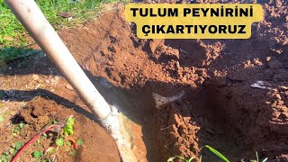 TULUM PEYNİRİNİ TOPRAKTAN ÇIKARTIYORUZ / İLK DENEMELER .. Resimi