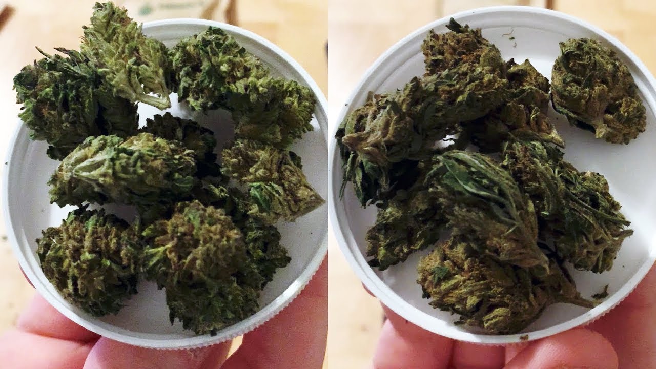 Jupiter CBD vs Stormy Daniels CBD Flower from Tweedle Farms - Weed Strain Battles