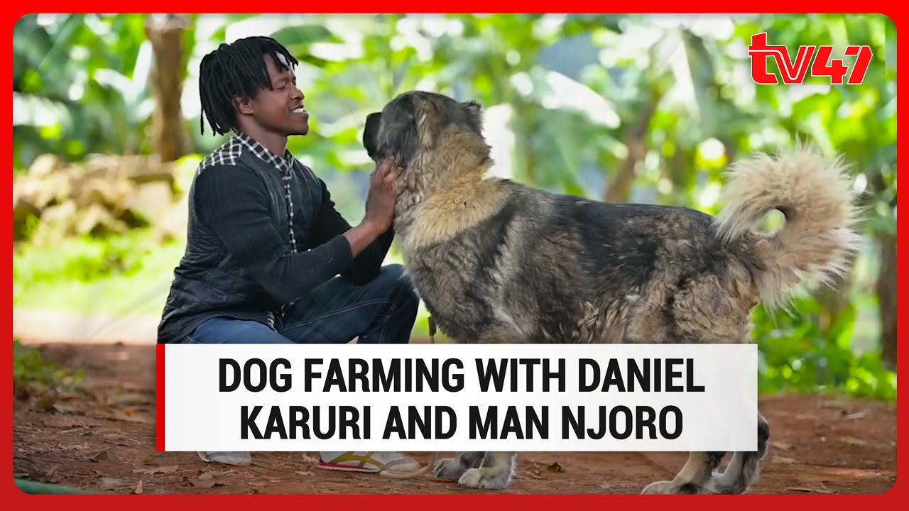 Dog Farming with Daniel Karuri and Man Njoro | Kilimo 47